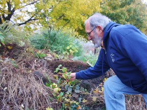 Larry Cornelis, a naturalist with Lambton Wildlife Inc., points out a silver maple seedling that's growing in a pile of dirt in a parking lot in Sarnia. HEATHER YOUNG/ SARNIA THIS WEEK/ QMI AGENCY