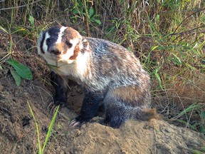 CONTRIBUTED PHOTO
Keith, the oldest badger trapped by Ontario Badger Project in the Tillsonburg area, also has the largest territory - from Silver Hill, south of Delhi, to Scotland, Ont.