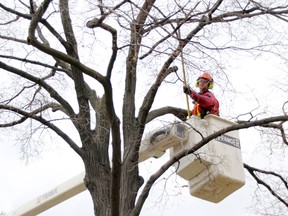 City worker Corey King clears away branches Monday, damaged during high winds at the corner of Alfred and Shepherd streets in Sarnia. Thousands lost power as winds gusting faster than 80 km/h brought down power lines and broke three hydro poles overnight Sunday. (TYLER KULA, The Observer)