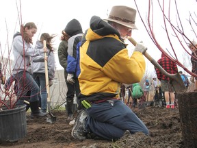 Peter Ottenhof joins volunteers from H'Art, Pathways to Education and Leahurst College in planting shrubs next to the first section of a new trail that runs alongside the inner harbour. 
Michael Lea The Whig-Standard