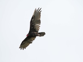 Turkey vulture (QMI Agency file photo)