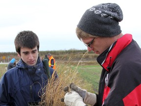Submitted photo
Wallaceburg District Secondary School students Chris Palin, left, and Robert Griffoen plant native grasses at C.F. Industries on Monday, November 4, 2013. Students from the school spent the day at the plant to help celebrate WDSS and C.F. Industries taking part in the Lambton Kent District School Boards' Partners Active In Resource Sharing (PAIRS) program, which links high schools up with businesses/industry.