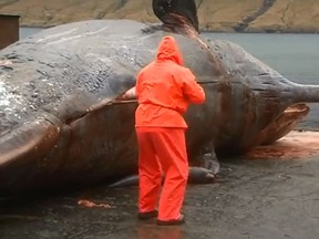 A marine biologist was cutting along the dorsal part of a beached sperm whale when the dead animal exploded. (YouTube screengrab)