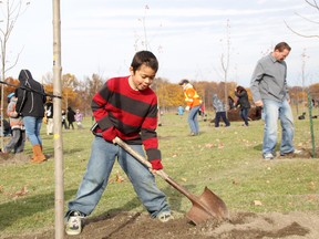 Cub scout Andrew Spencer, 10, with the 23rd Sarnia Scouting group, moves soil around a newly planted autumn blaze maple tree at Heritage Park recently. Spencer was one of about 100 Beavers, Cubs, Scouts and Ventures with the group planting 102 of the trees in a cross pattern at the park. The gesture is to honour the 102 soldiers from Sarnia killed in the First World War. Name plates, one for each soldier, will be installed at the trees' bases in the spring, said Mark Hornblower, a leader with the Sarnia group. The project was made possible with donations from Enbridge, the Sarnia Horticultural Society, SunLife, and Union Gas. (TYLER KULA, The Observer)