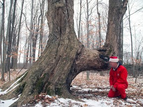 Leo de Wit, of West Lorne, kneels near an old Sugar Maple which is likely a Native American trail marker tree on his property. The trees were custom bent and shaped by natives over the course of several years, to be used as markers along trails.