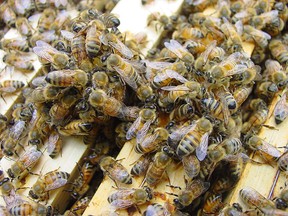 bees