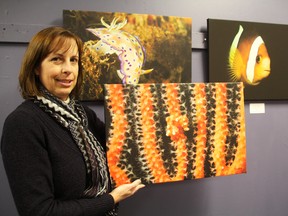 Local photographer Christine Roenspiess shows off underwater photography from her upcoming exhibit at the Cheeky Monkey Wednesday. Pictured here are photos of a pygmy seahorse, foreground, Nudibranch, left, and anemonefish, right. BARBARA SIMPSON / THE OBSERVER / QMI AGENCY