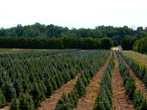 More than one million Christmas trees are grown annually in Ontario. GOVERNMENT OF ONTARIO PHOTO