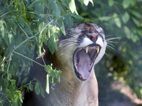 While there have been several online of cougars being spotted in the Kingston area, not one has been substantiated.