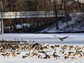 This flock of geese atop Lake Lisgar’s freezing surface may seem unconcerned, but Public Health issued a cold weather alert Thursday, December 12. Jeff Tribe/Tillsonburg News