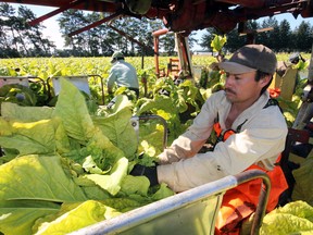 It wasn’t a ‘prime’ year for tobacco, as the 2013 crop is roughly 10% off target, due in part to a combination of chilly, wet weather. File Photo by Jeff Tribe/Tillsonburg News