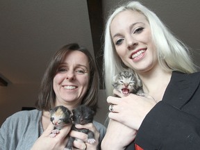 Kingston Animal Rescue co-founders Kareen Lush, left, and Jessica Hellard hold three of the kittens born to a cat that had just been taken to one of the organization's foster homes. They are seeking more foster homes to take in stray animals and those in danger of being euthanized.
Michael Lea The Whig-Standard