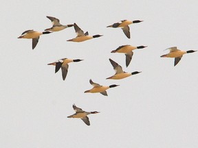 A flock of common mergansers