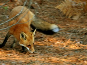 This red fox is searching for food such as mice and voles in its typical efficient but silent fashion. This brings to mind the question posed by the current Internet music video, What Does the Fox Say? (DAVID HAWKE/SPECIAL TO THE PACKET & TIMES)
