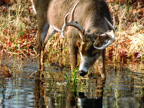 A whitetail buck forages for a few shoots of green grass in a pond. (Submitted photo).