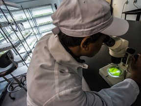 Lab manager Abdul Ahad examines marijuana inside MediJean's secure Richmond facility on Monday. (CARMINE MARINELLI/ 24 HOURS)