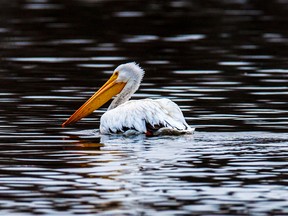 Local photographer Deric Perry came across this American White Pelican near Glen Ross Dec. 8. — Photo by Deric Perry