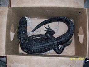 An alligator a man tried to trade at a convenience store is pictured in this handout photo courtesy of the Florida Fish and Wildlife Conservation Commission, provided to Reuters December 17, 2013. A Florida man walked into a convenience store with a 4-foot alligator and tried to trade it for a 12-pack of beer, according to wildlife authorities who cited him with illegally taking the animal from a park. REUTERS/Florida Fish and Wildlife Conservation Commission/Handout