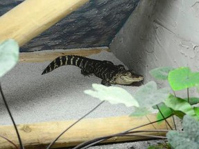 Wally the alligator hangs out in its area inside Cajun Gator in downtown Port Huron. (SUBMITTED PHOTO)