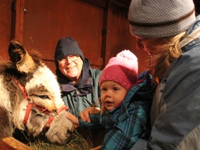 Abigail Fairbairn, 2, checks out a donkey with the help of her grandmother Julie Fairbairn and Rev. Roger Ellis in front of Redeemer Lutheran Church Saturday. The Fairbairns were on hand to check out the annual live nativity scene running held by the Indian Road church. BARBARA SIMPSON/THE OBSERVER/QMI AGENCY