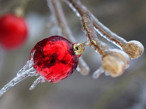 Christmas ornaments are cased in ice following Sunday's ice storm in Toronto. (REUTERS)