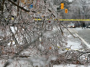 Downed trees on Royal York Rd. on Sunday. (DAVE ABEL, Toronto Sun