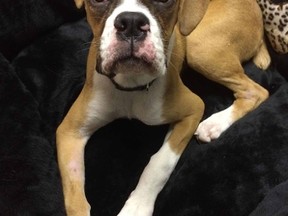 Gertie, a four-month-old boxer puppy was adopted Monday from the care of the Kingston Humane Society.