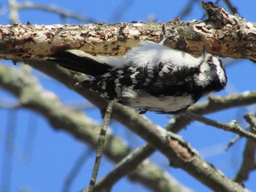 Downy woodpeckers are among the species that can be seen across Southwestern Ontario all year. Hikers on Nature London?s New Year?s Day outing in Springbank Park will expect to see this bird. (Paul Nicholson, Special to QMI Agency)