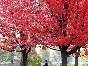 BELLEVILLE, ON (10/15/2013) These Maple trees lining part of the Kiwanis Bayshore Trail in Belleville, ON., provide lots of colour for those who head out to enjoy Tuesday's weather with temperatures reaching up to 17 degrees. 
EMILY MOUNTNEY/THE INTELLIGENCER/QMI AGENCY