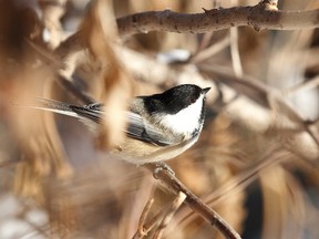 File photo
Chickadees were among the 27 species spotted during the annual Christmas Bird Count in Grande Prairie recently.