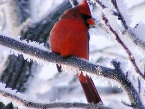 Submitted Photo
Abbi Thorpe of Harley photographed a male cardinal on Sunday during the Christmas bird count.