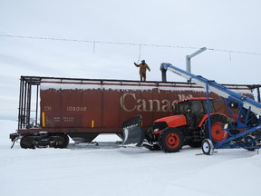 Randy Vanderveen/ Special to Daily Herald-Tribune
Brad Shura, a worker at the Sexsmith Seed Cleaning Co-op and his co-workers load grain and peas into a rail car that will be shipped to Abbotsford and Vancouver. The crew is busy loading cars as their rail line had been closed most of the fall as crews repaired it following a train derailment in Sexsmith last fall.