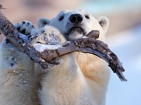 Taiga the polar bear grabs a tree branch at the Quebec Aquarium in Quebec City, December 30, 2013. REUTERS/Mathieu Belanger FILE PHOTO