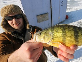 A solid perch, largest of the day reeled in in ice hut number two, Friday. Jeff Tribe/Tillsonburg News