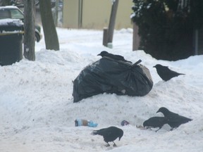 Crows on garbage