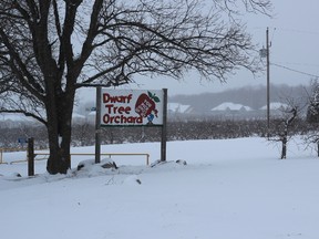 The Dwarf Tree orchard owned by Henny and William Derks is one of about a half dozen pieces of land west end owners are trying to have included within the city?s urban growth boundary.