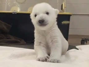 The Toronto Zoo polar bear cub born in November 2013 is seen in a framegrab from video of its first steps Jan. 6, 2014.