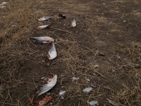 A trail of dead waterfowl line the site of a newly constructed power line north of Pincher Creek in early January. Dozens more have recently been found at the same site. David McIntyre photo