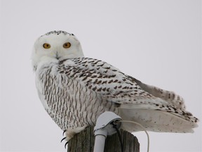 Snowy Owl spotted near Chemong Rd., photographed by Jeff Keller