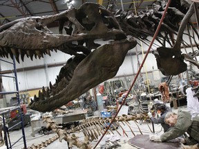 Assembling technician John Davies of Research Casting International (RCI) in Trenton, Ont. gives the last touch to the National Museum of Scotland's towering Tyrannosaurus Rex at the Dufferin Avenue facility in January 2011. - JEROME LESSARD/The Intelligencer/File photo