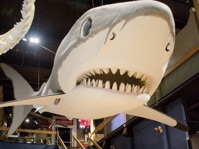 A prehistoric megalodon shark greets visitors at the Columbia State Museum in Columbia, S.C. PHIL RABY/TripsWithKids.ca/Special to QMI Agency