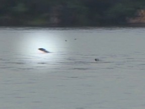 A tiger fish jumps out of a lake to catch a bird in mid-flight in this YouTube screengrab.