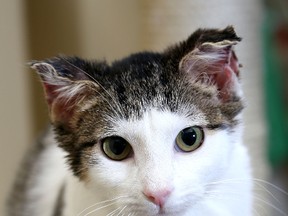 Peach, an eight-month-old cat in the care of the Kingston Humane Society on Friday was brought into the shelter last week suffering from frostbite. She will probably lose the tips of her ears.
IAN MACALPINE/KINGSTON WHIG-STANDARD/QMI AGENCY