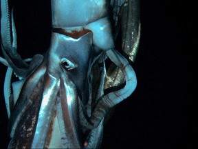 A giant squid is seen in this still image taken from video captured from a submersible by a Japanese-led team of scientists near Ogasawara islands taken in July 2012, in this handout picture released by NHK/NEP/Discovery Channel in Tokyo January 7, 2013. The scientists have captured on film the world's first live images of a giant squid, journeying to the depths of the ocean in search of the mysterious creature thought to have inspired the myth of the "kraken", a tentacled monster. (REUTERS/NHK/NEP/Discovery Channel/Handout)