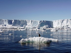 An Adelie penguin stands atop a block of melting ice near the French station at Dumont d'Urville in East Antarctica January 23, 2010.  REUTERS/Pauline Askin