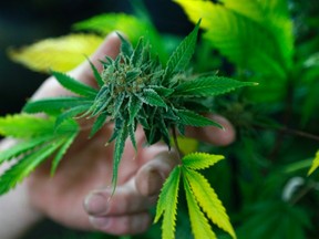 A fully budded marijuana plant ready for trimming.  REUTERS/Rick Wilking