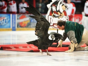 Even for the masters of promotion, things don't always go well, like when a condor escaped during pre-game festivities last season. (Courtesy Bakersfield Condors)