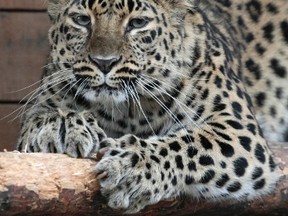 An Amur leopard stretches in her enclosure at the Royev Ruchey zoo in a surburb of Russia's Siberian city of Krasnoyarsk in this August 7, 2012 file photo. (REUTERS/Ilya Naymushin)