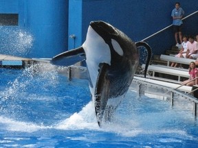 Tillikum, a killer whale at SeaWorld amusement park, performs during the show "Believe" in Orlando in this September 3, 2009 file photo. The "Blackfish" documentary was originally conceived without a point of view as Gabriela Cowperthwaite set out to answer the question of why a top trainer at SeaWorld became the victim of killer whale, Tillikum, with which she worked and performed. The resulting film, however, turned out to be a critical look at the consequences of keeping killer whales in captivity. (REUTERS/Mathieu Belanger/Files)