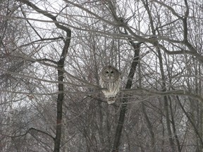 Outdoors owl